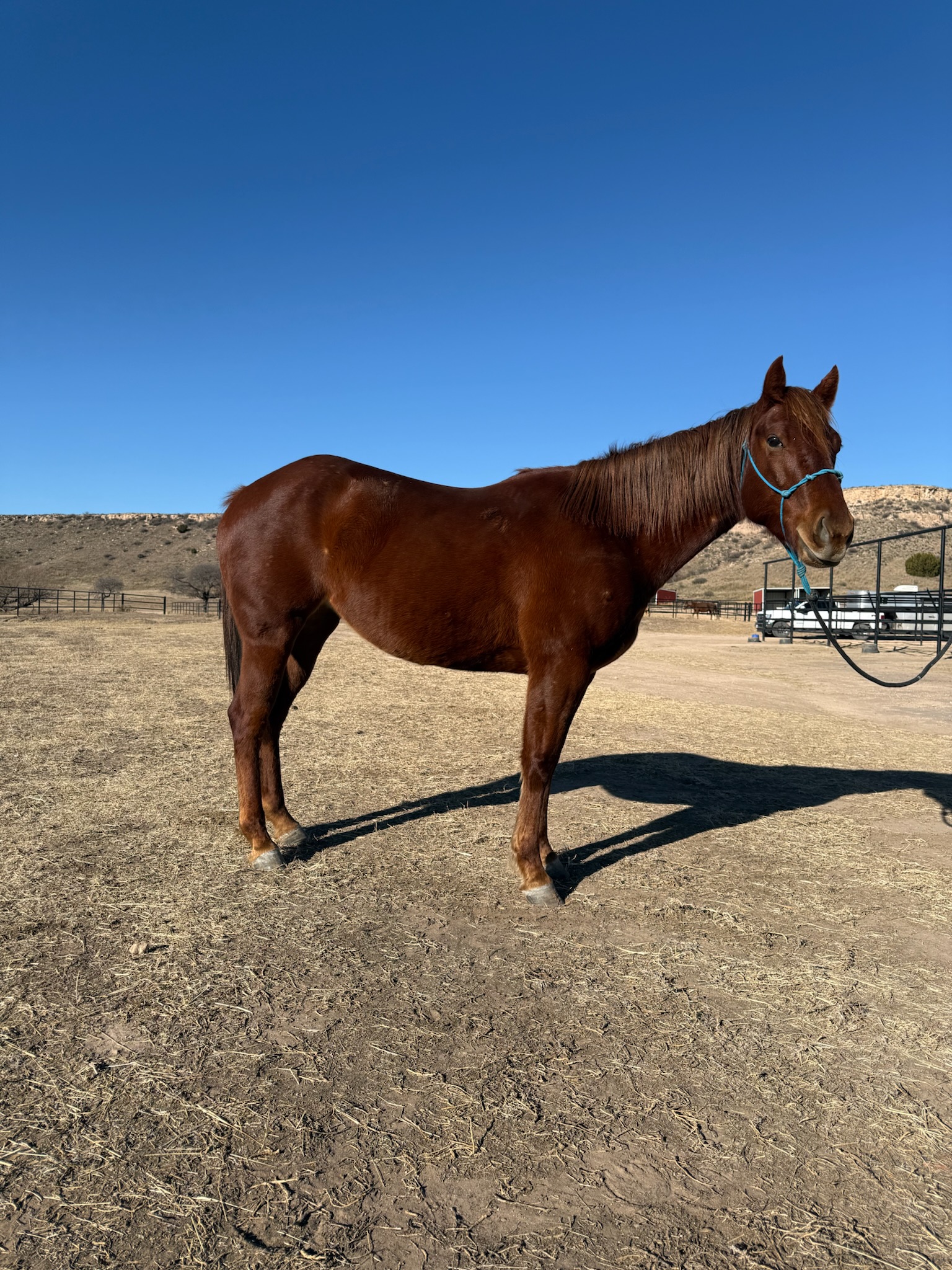 Cayenne, 5yo Quarter Horse mare, 14.3hh