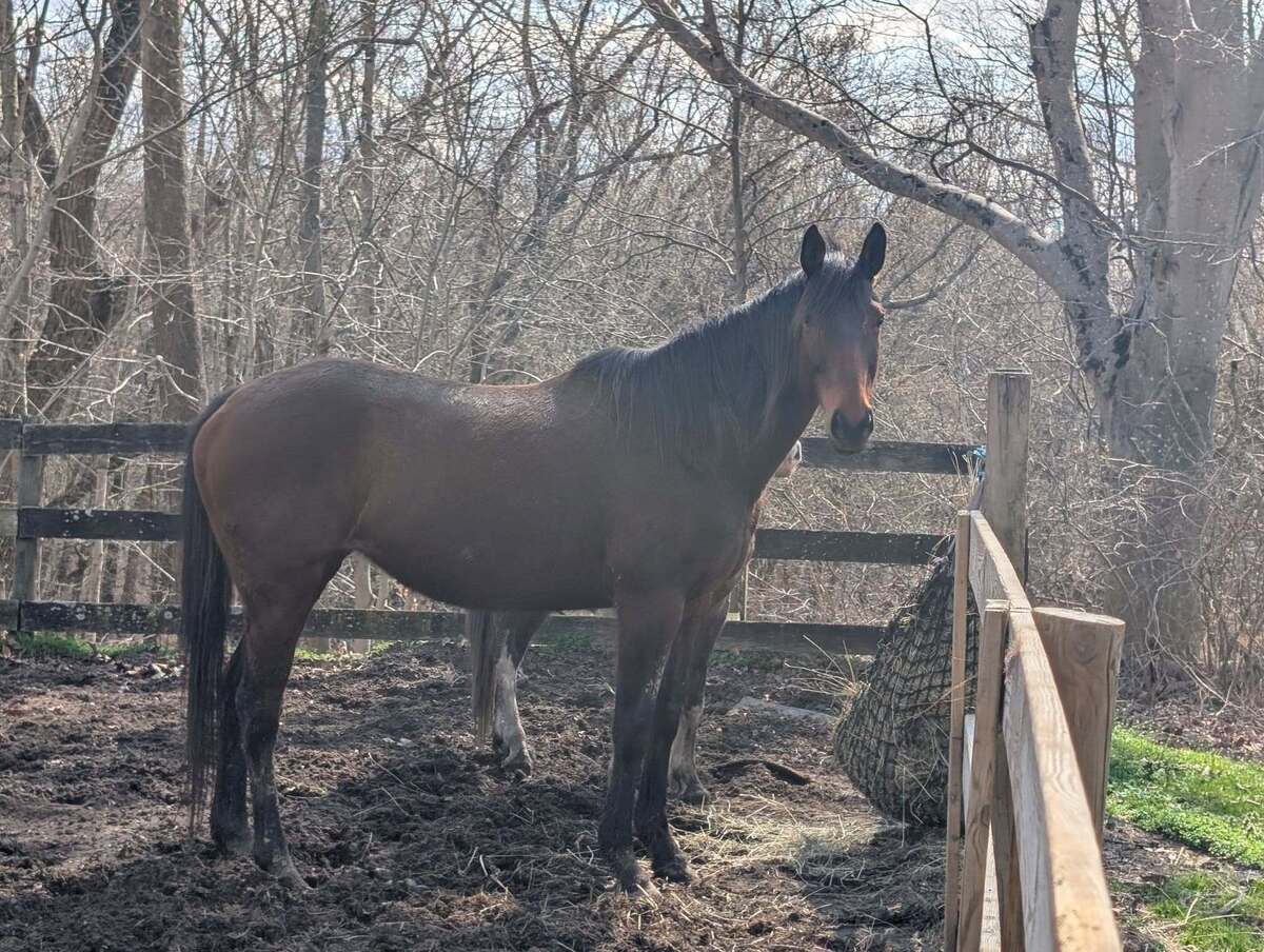 Midori, 10yo Thoroughbred/Mustang mare, 15.3hh
