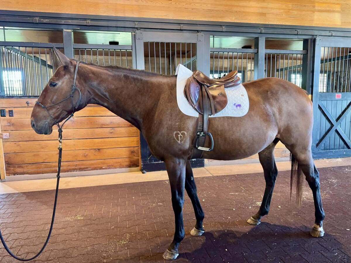 Midori, 10yo Thoroughbred/Mustang mare, 15.3hh