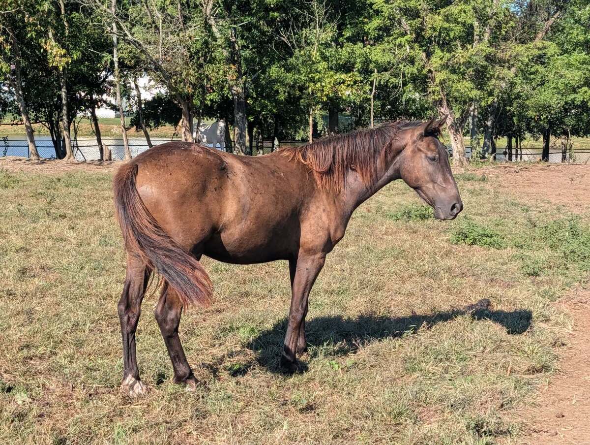 Sprocket - ATFO Showcase, 2yo Appaloosa/American Quarter Horse colt, 12.0hh