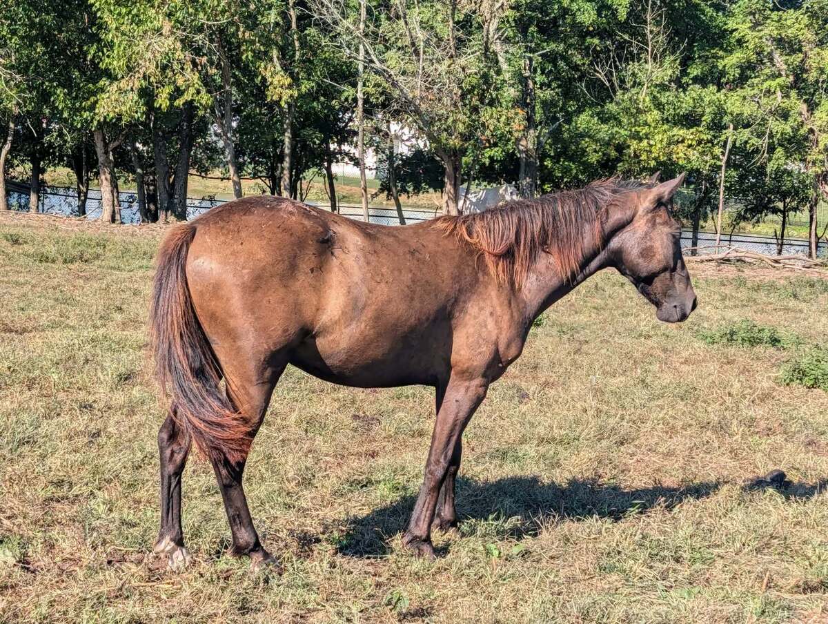 Sprocket - ATFO Showcase, 2yo Appaloosa/American Quarter Horse colt, 12.0hh