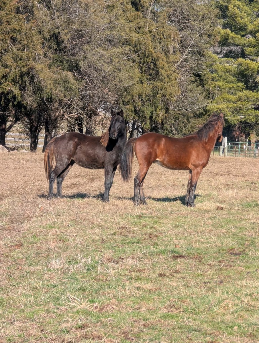 Sprocket - ATFO Showcase, 2yo Appaloosa/American Quarter Horse colt, 12.0hh