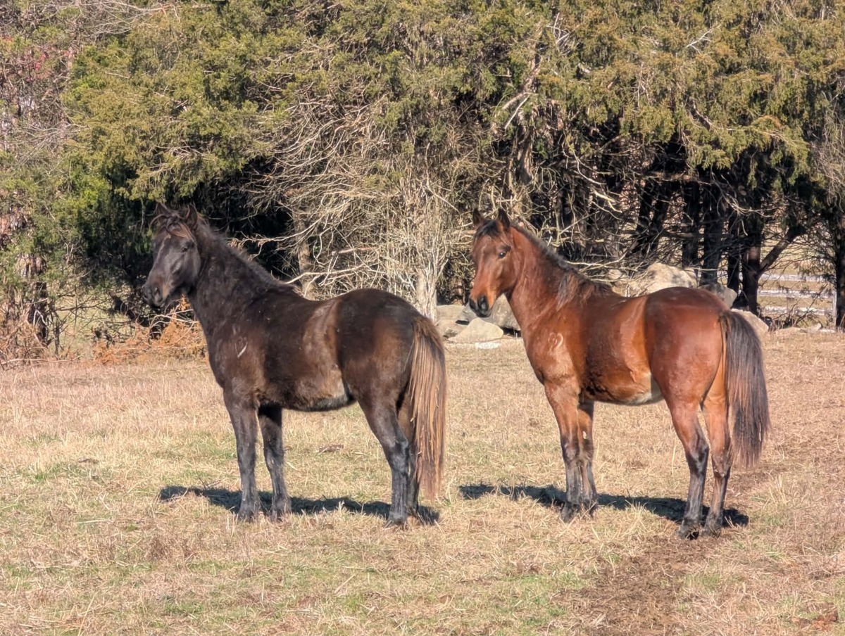Sprocket - ATFO Showcase, 2yo Appaloosa/American Quarter Horse colt, 12.0hh