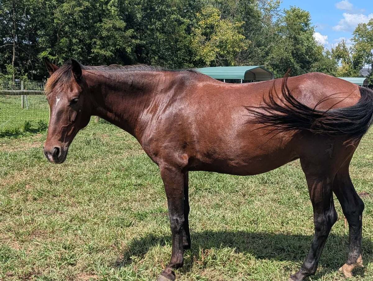 Sprocket - ATFO Showcase, 2yo Appaloosa/American Quarter Horse colt, 12.0hh
