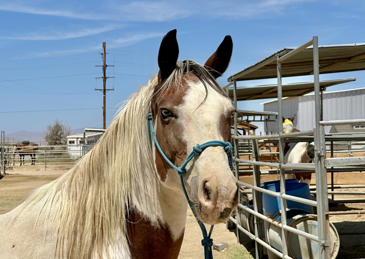 Pearl, 15yo Pinto mare, 14.0hh