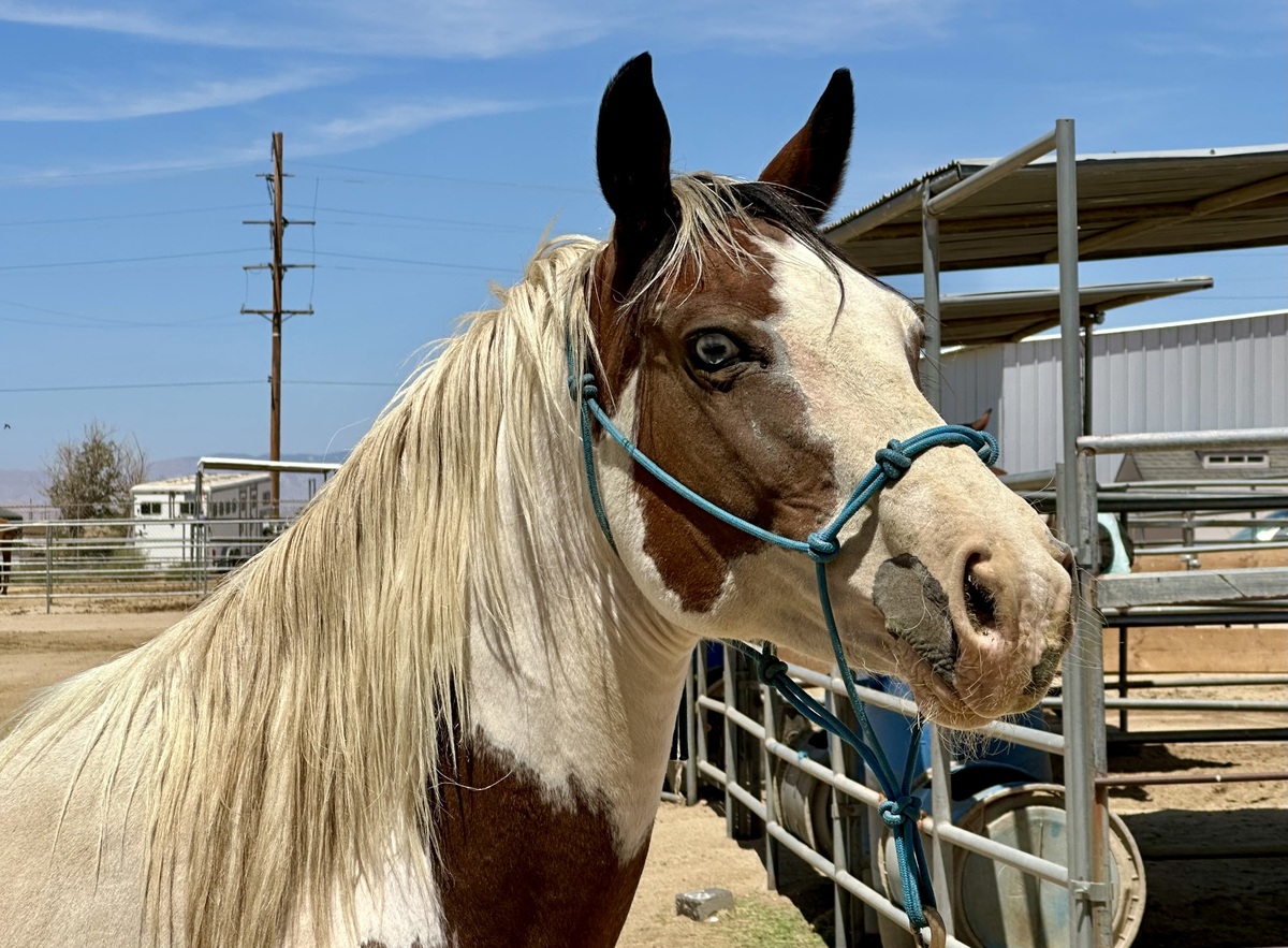 Pearl, 15yo Pinto mare, 14.0hh