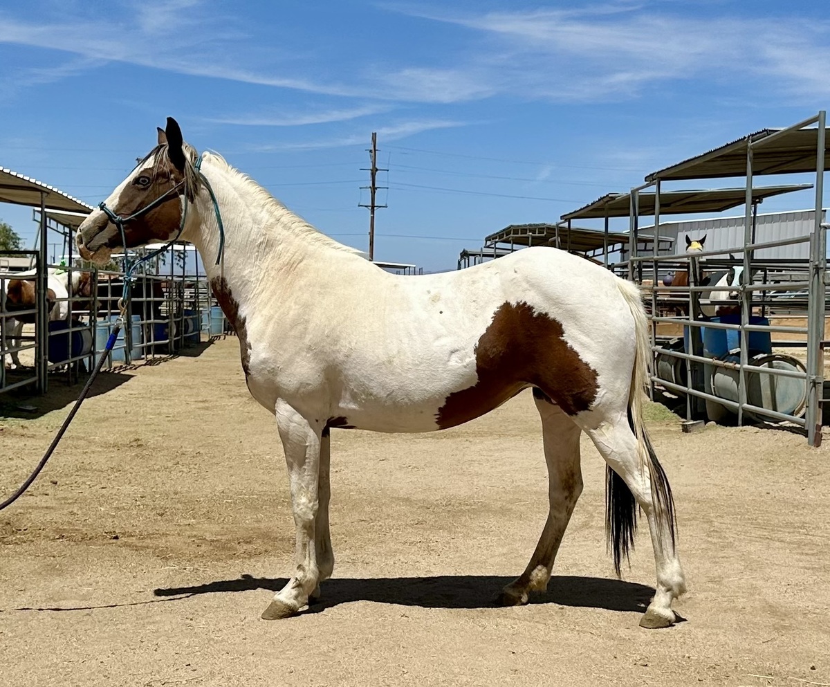 Pearl, 15yo Pinto mare, 14.0hh
