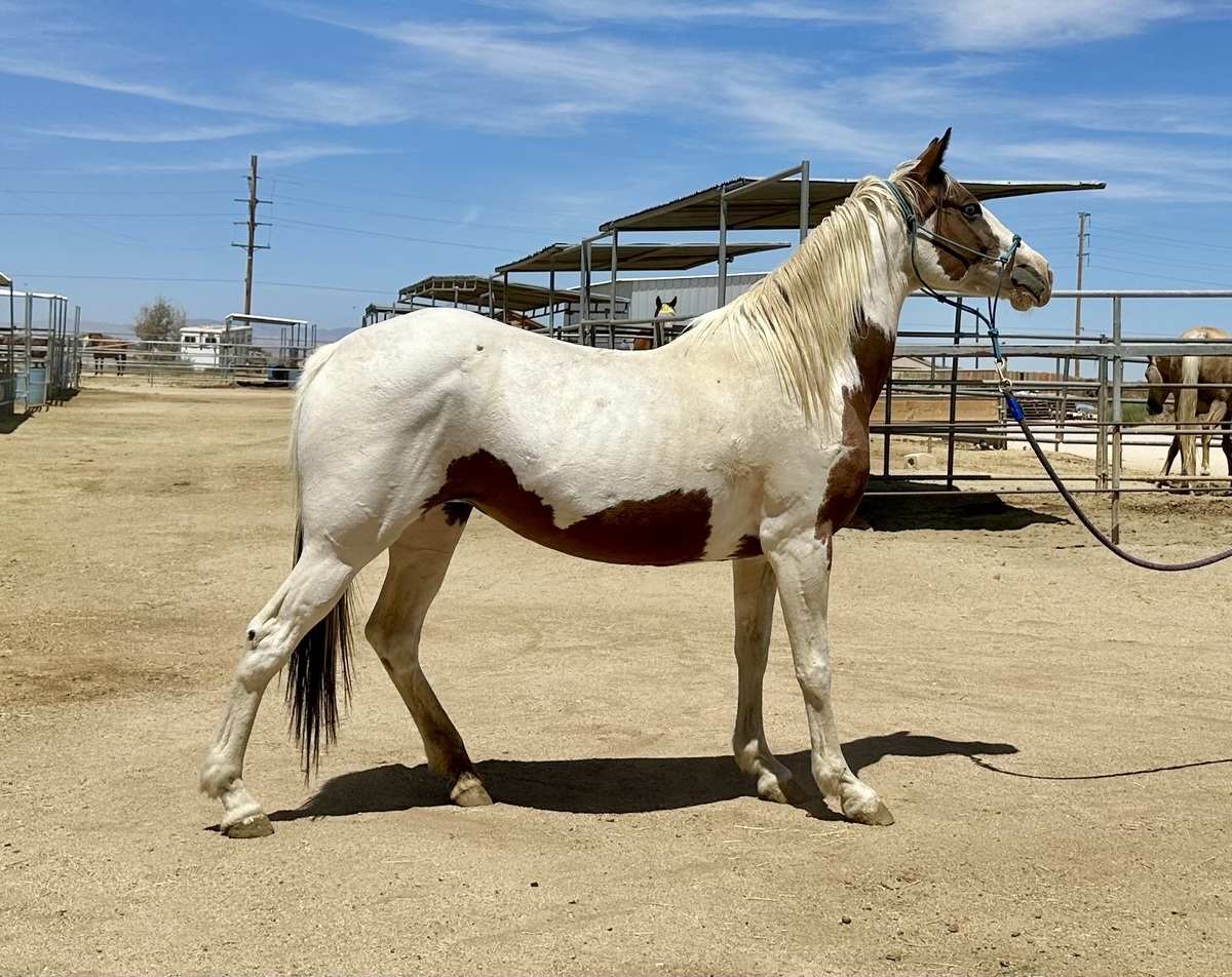 Pearl, 15yo Pinto mare, 14.0hh