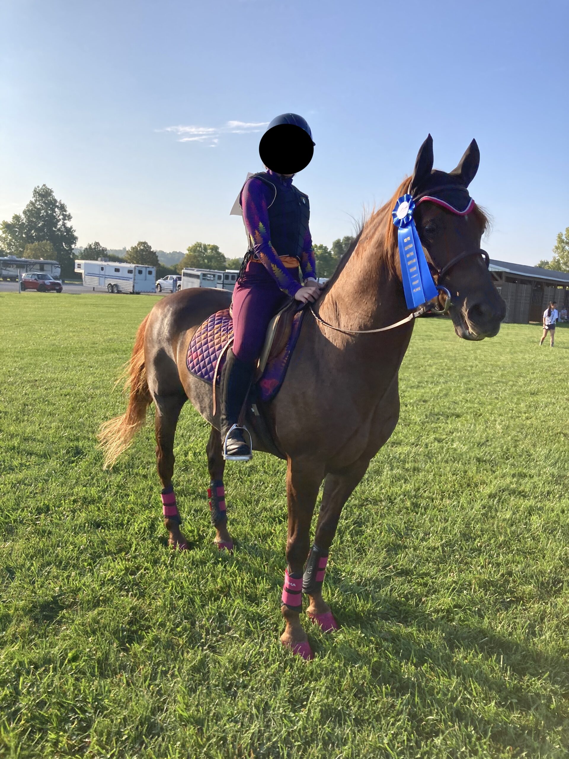 Flash, 15yo Morgan gelding, 14.1 esthh