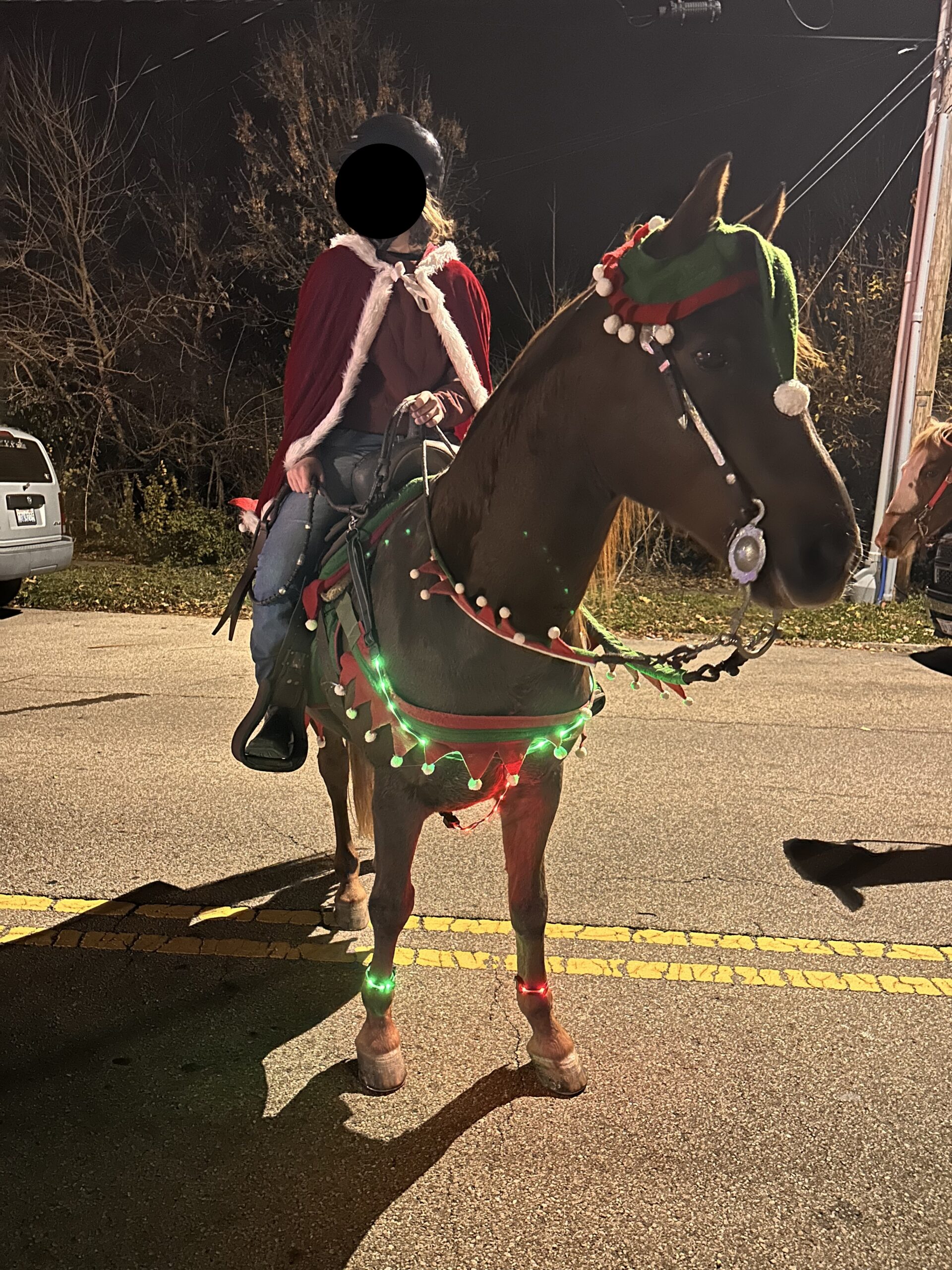 Flash, 15yo Morgan gelding, 14.1 esthh