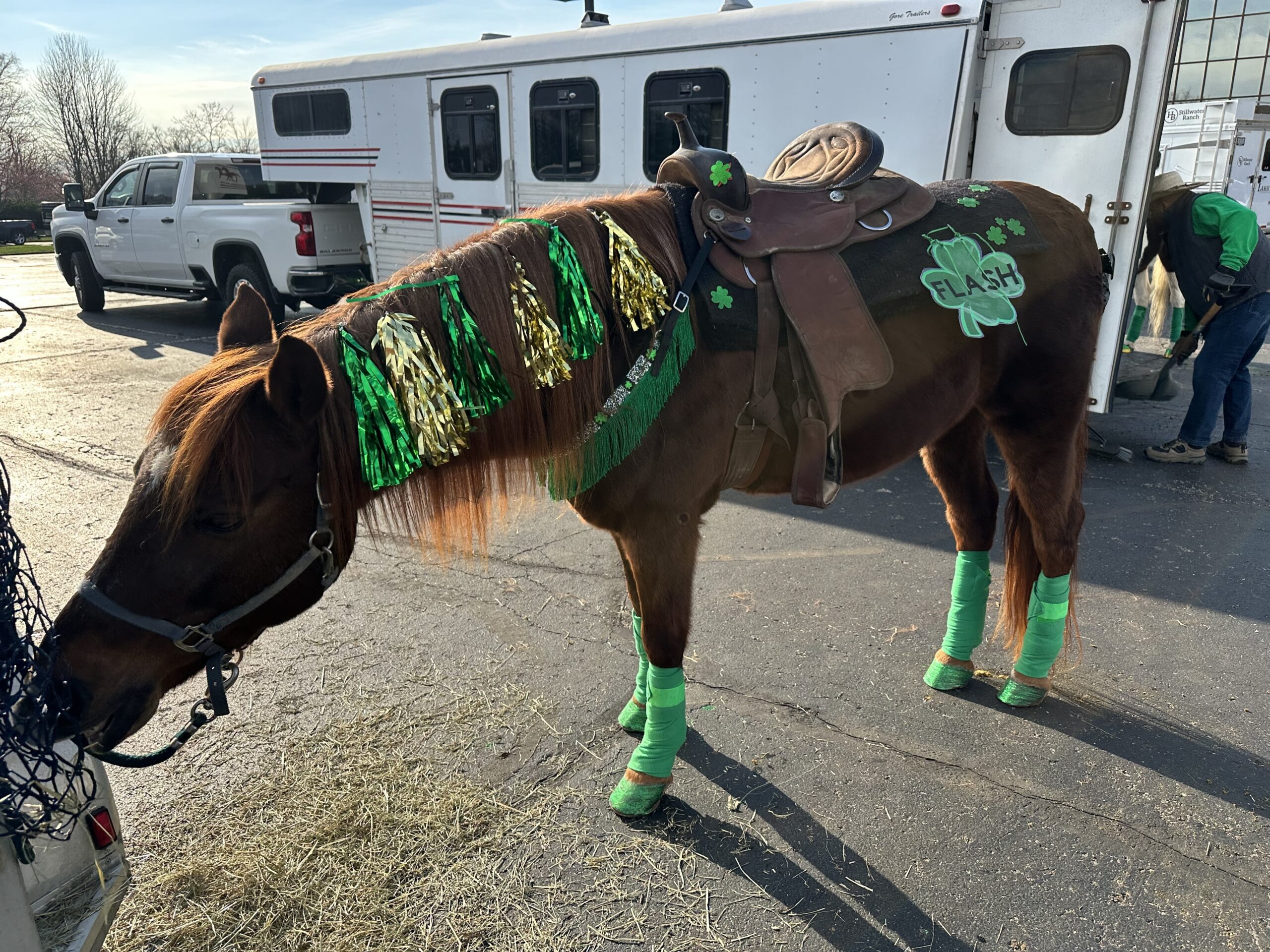 Flash, 15yo Morgan gelding, 14.1 esthh