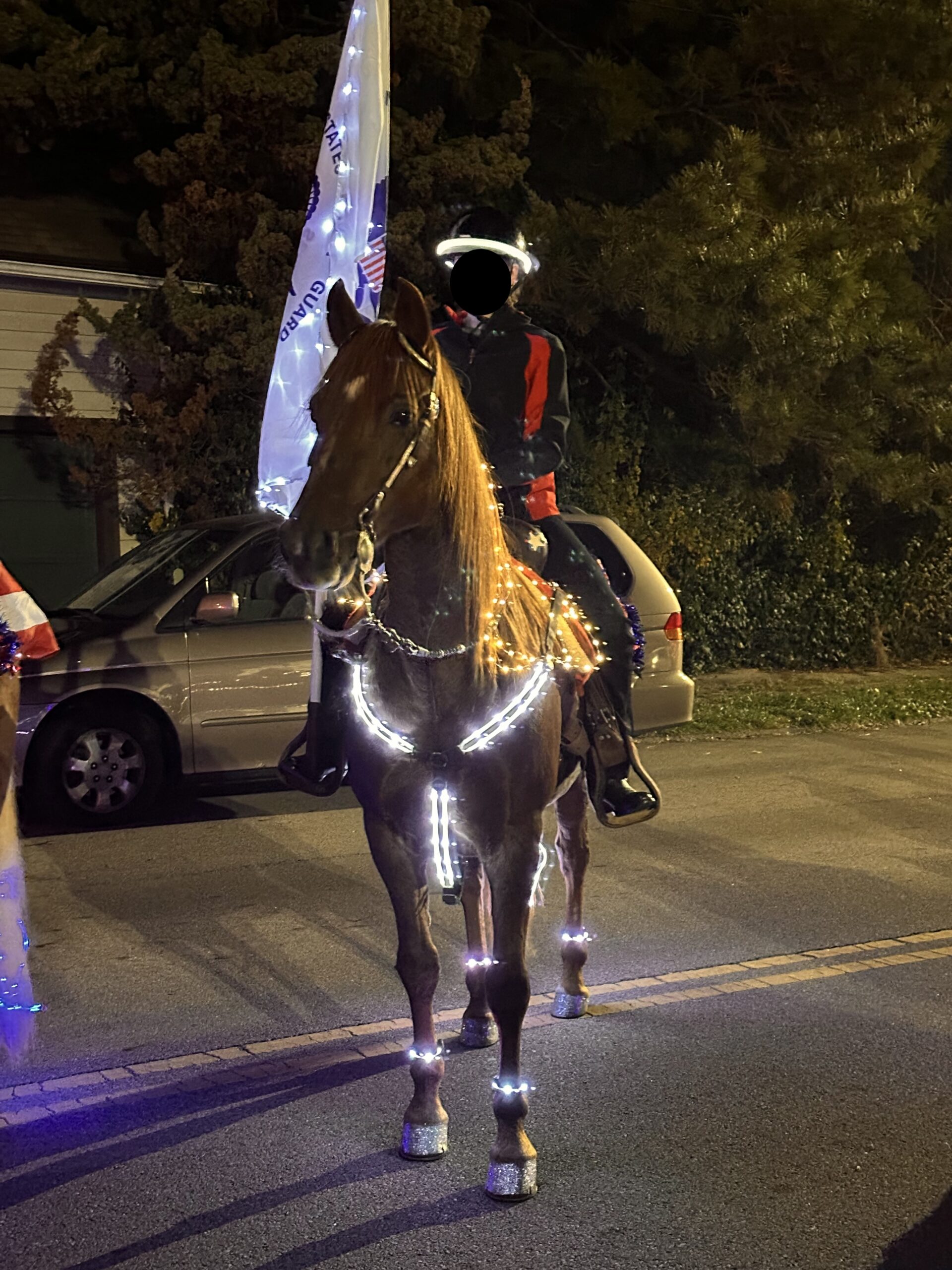Flash, 15yo Morgan gelding, 14.1 esthh