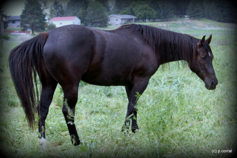 VR BLOWME AKISS, 9yo AQHA Quarter Horse mare in foal to: severance chex, 15.1hh