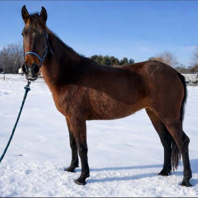 Astoria, 12yo mare, 14.2hh