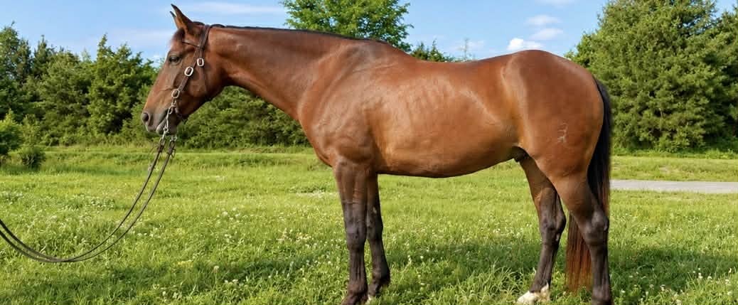 Astoria, 12yo mare, 14.2hh