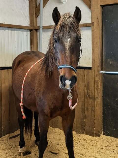 Astoria, 12yo mare, 14.2hh