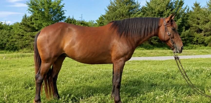 Astoria, 12yo mare, 14.2hh
