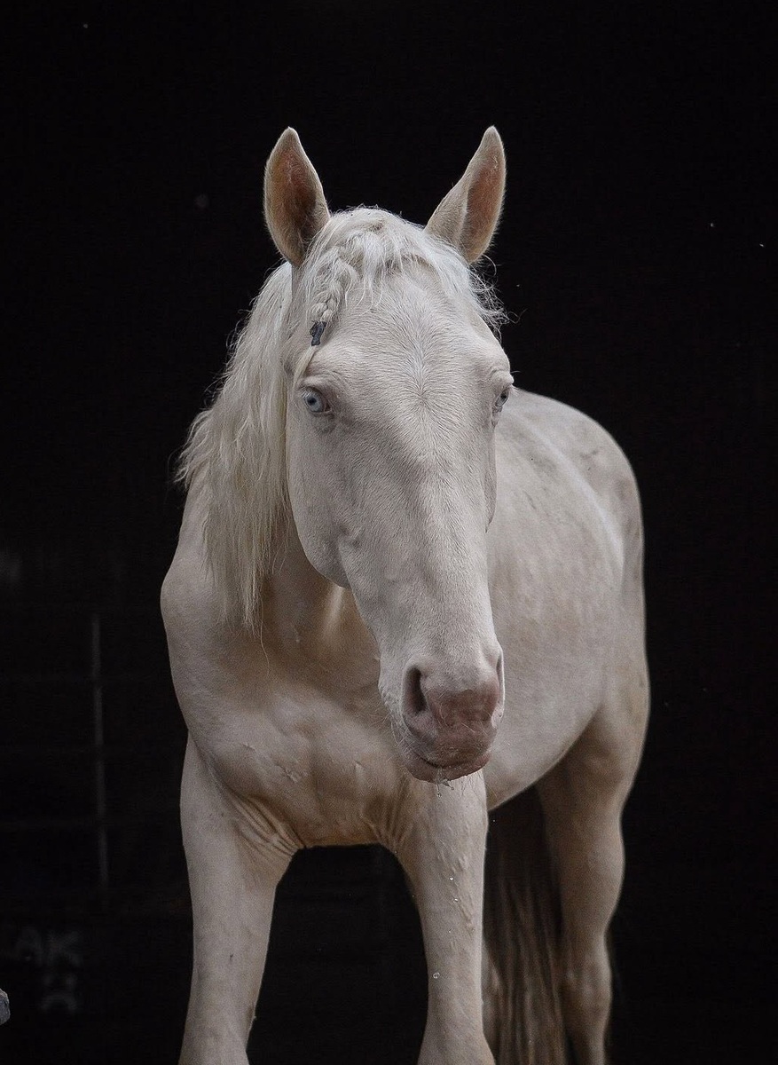 Clyde, 3yo gelding, 14.1hh