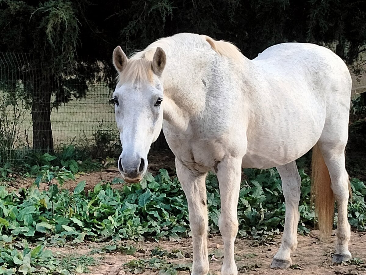 Mozart, 23yo Pony gelding, 14.3hh