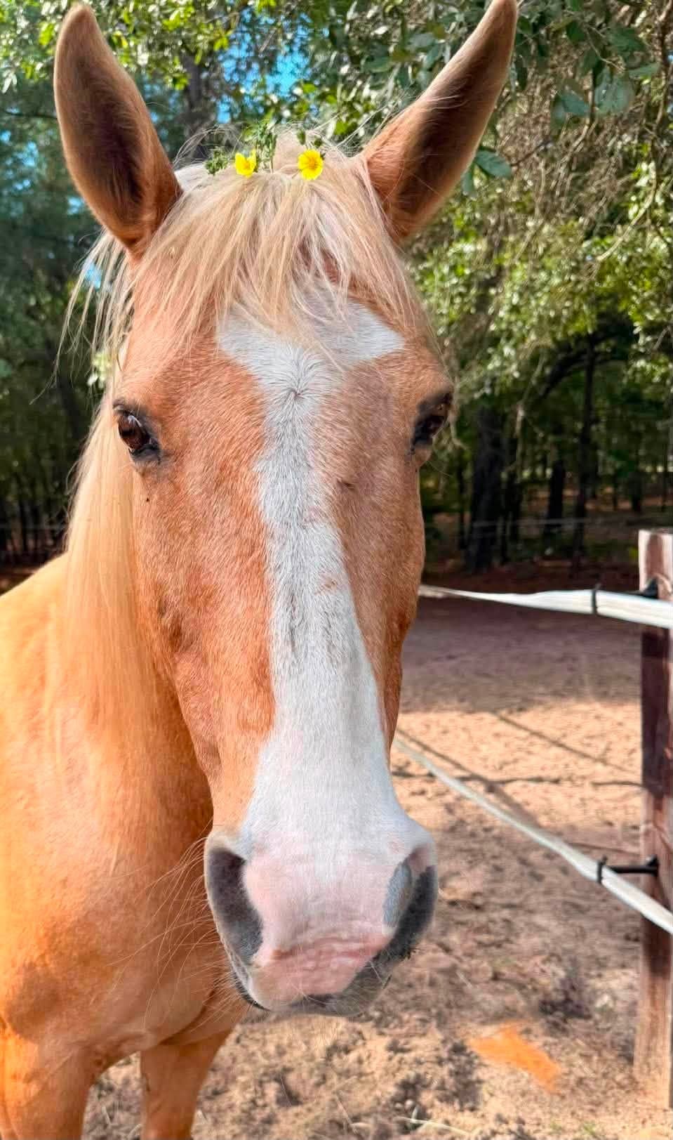 Pilot, 20yo Quarter Horse gelding, 15.1hh