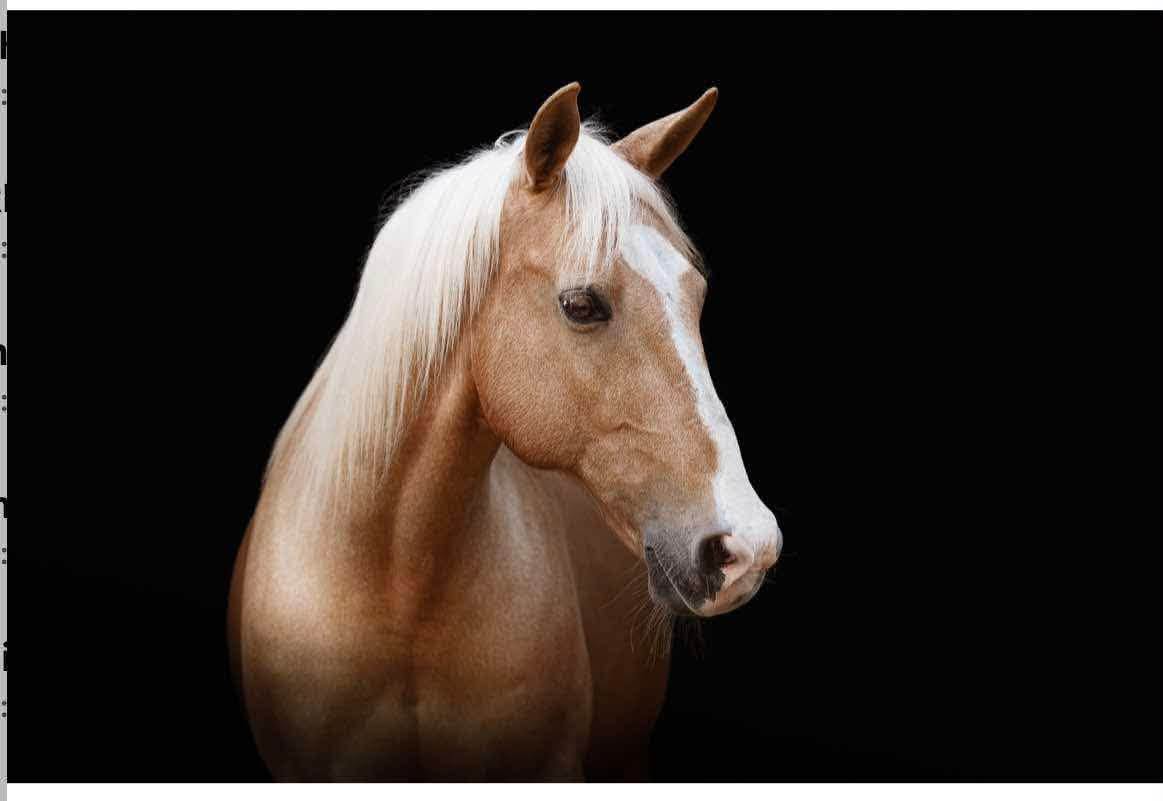 Pilot, 20yo Quarter Horse gelding, 15.1hh