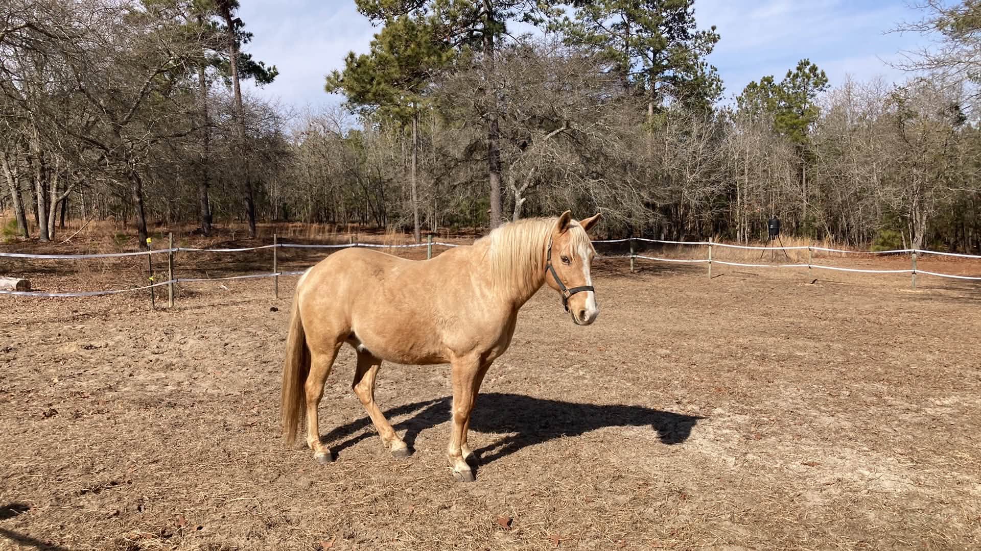 Pilot, 20yo Quarter Horse gelding, 15.1hh