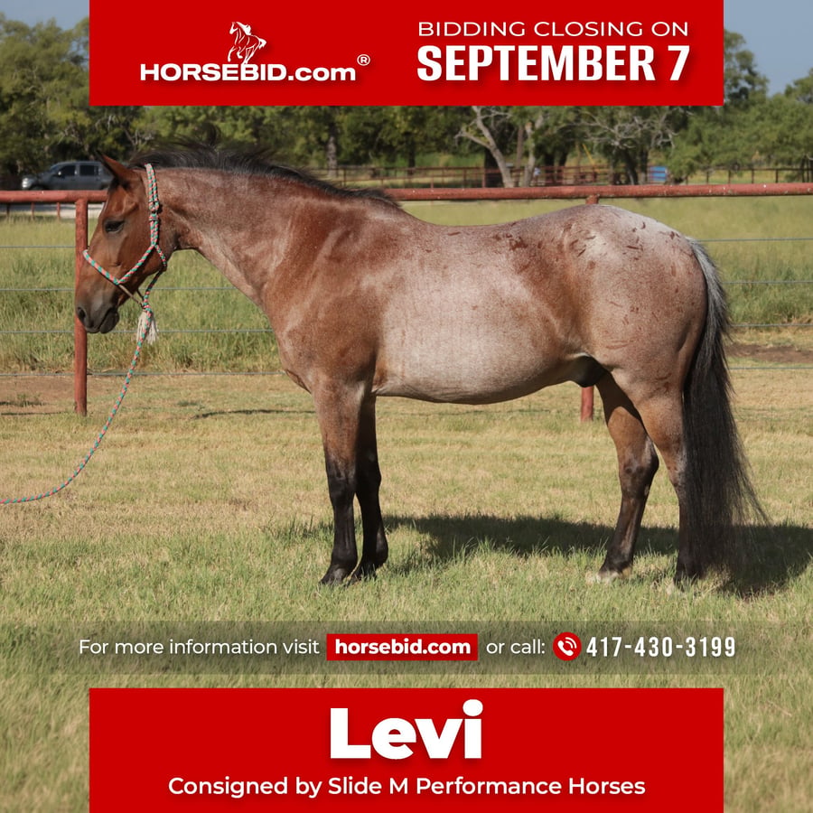 Quarter Pony, 19yo Quarter Pony gelding
