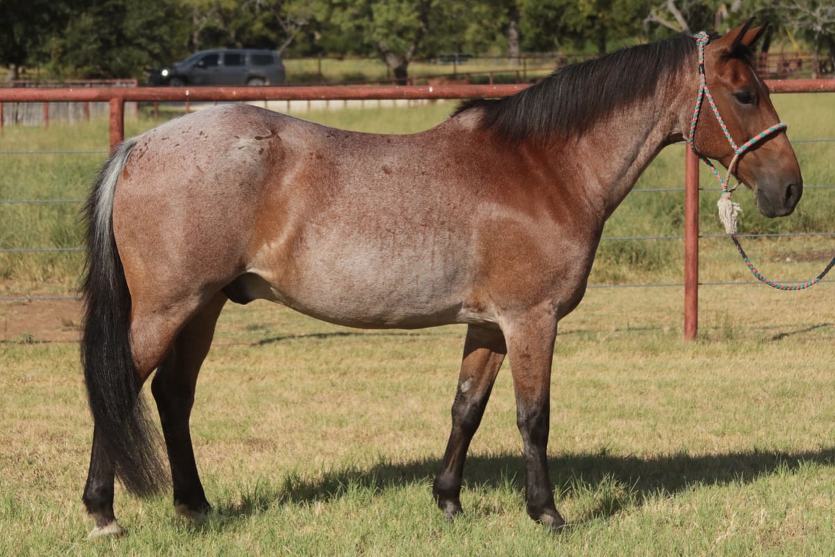 Quarter Pony, 19yo Quarter Pony gelding