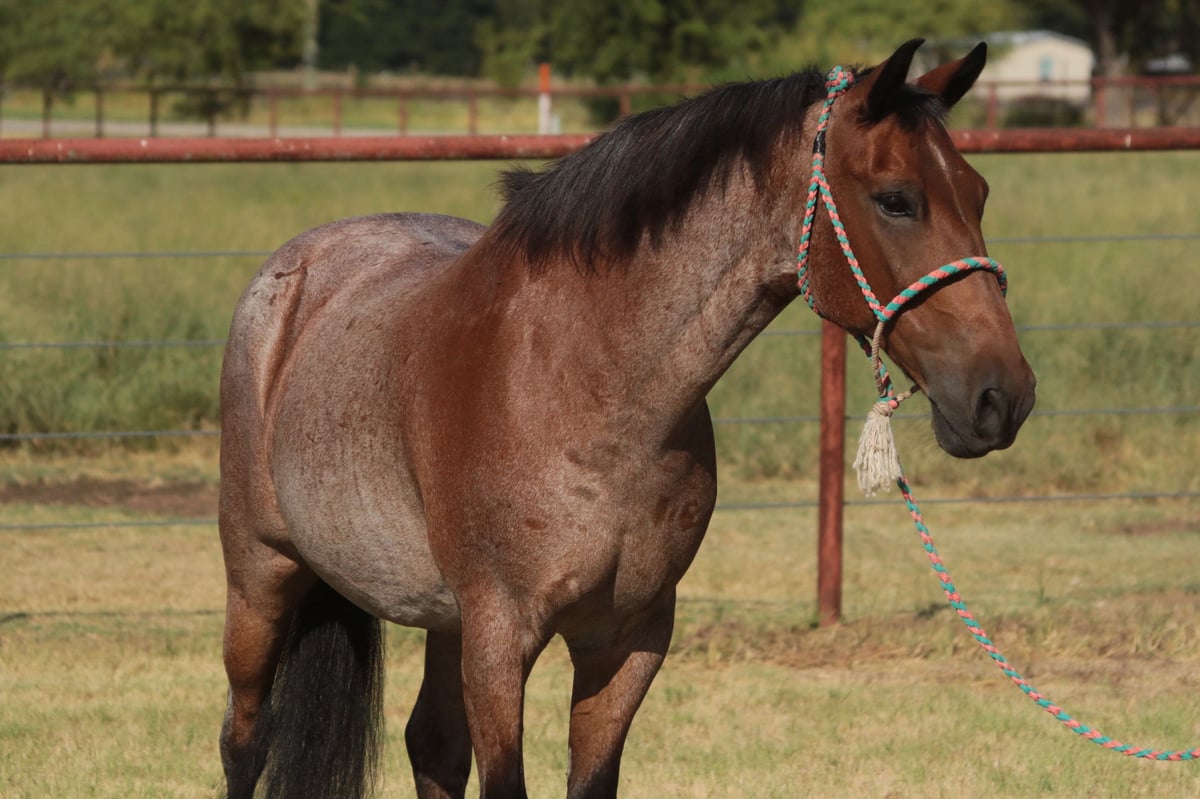Quarter Pony, 19yo Quarter Pony gelding