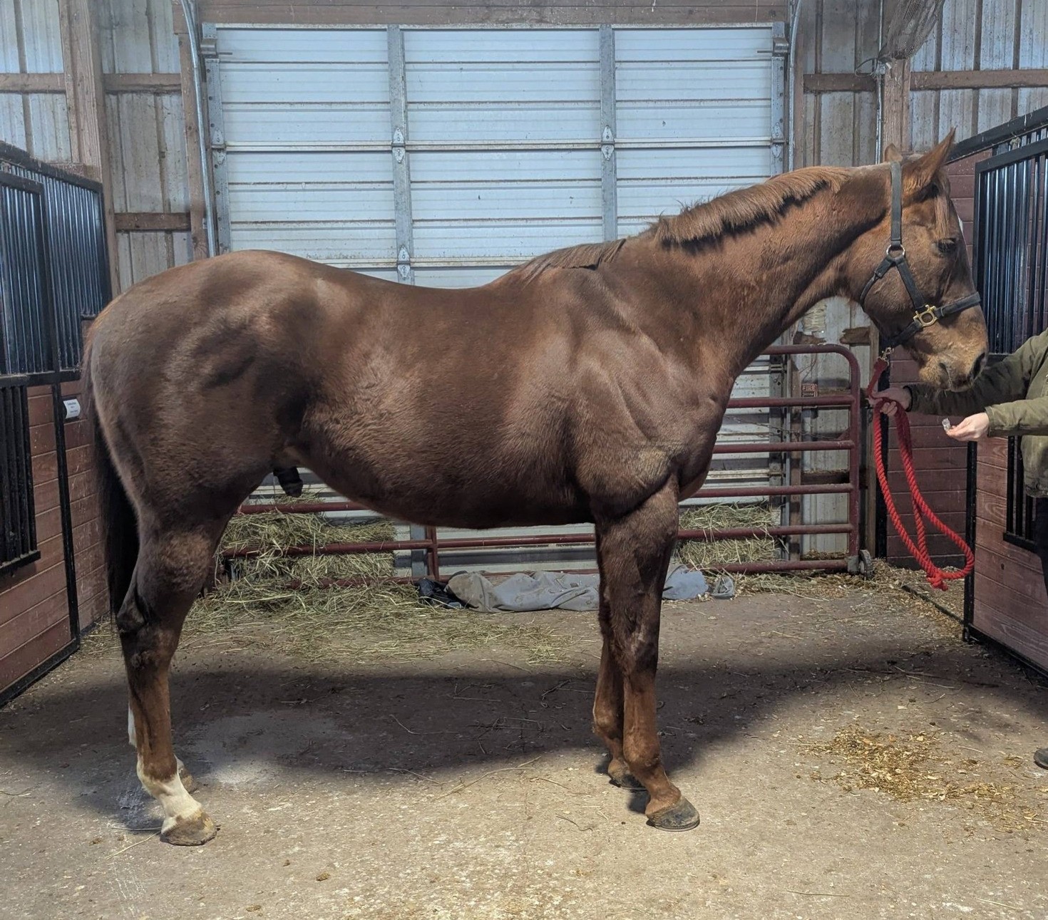 Creation Of Adam, 5yo Thoroughbred gelding, 17.1hh