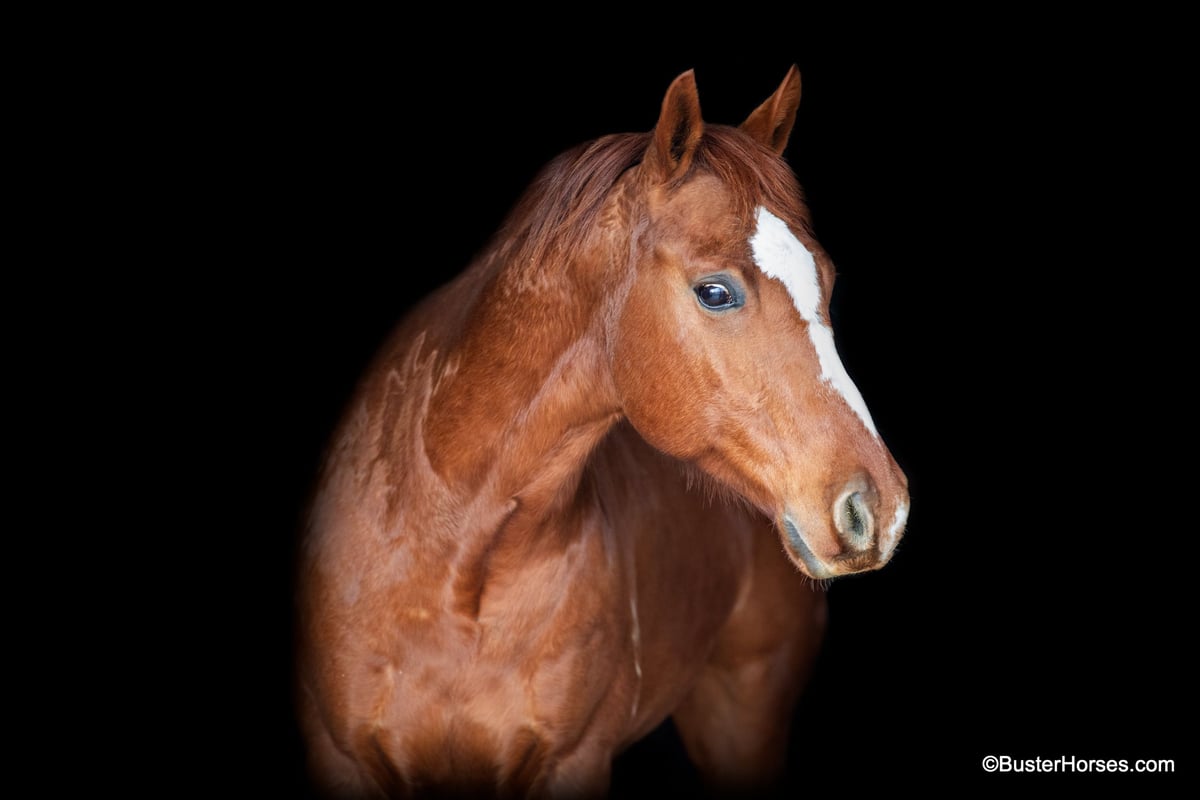 American Quarter Horse, 7yo American Quarter Horse gelding