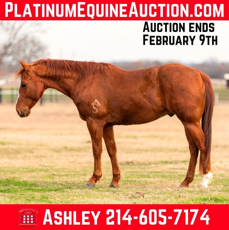 American Quarter Horse, 7yo American Quarter Horse gelding