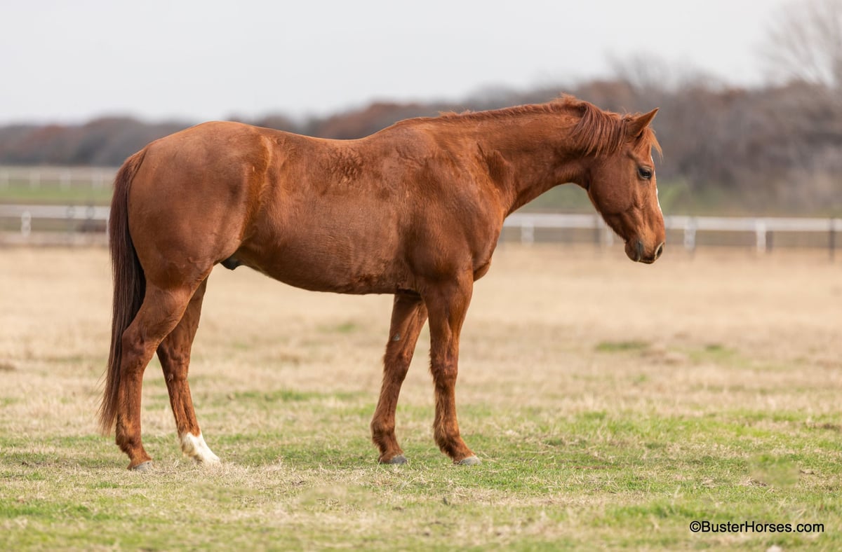 American Quarter Horse, 7yo American Quarter Horse gelding