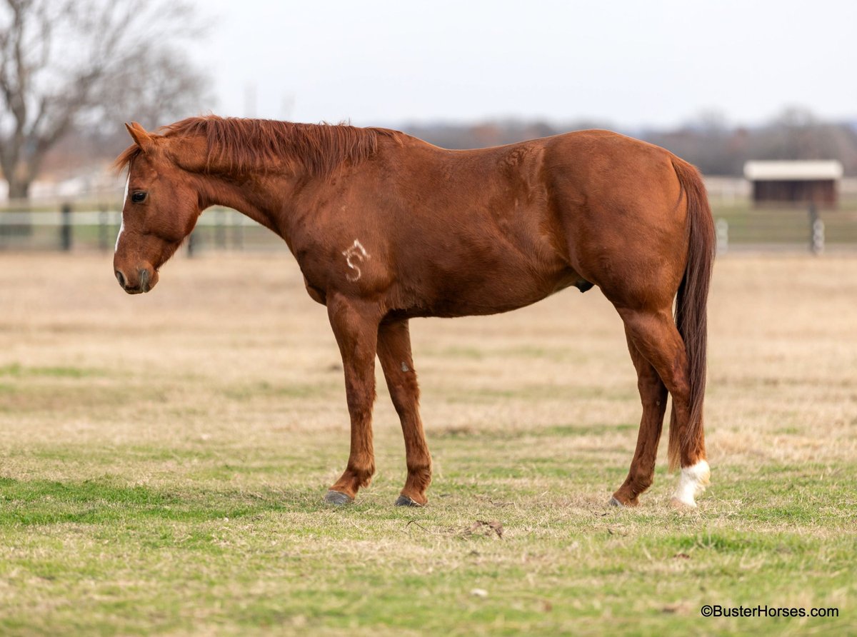 American Quarter Horse, 7yo American Quarter Horse gelding
