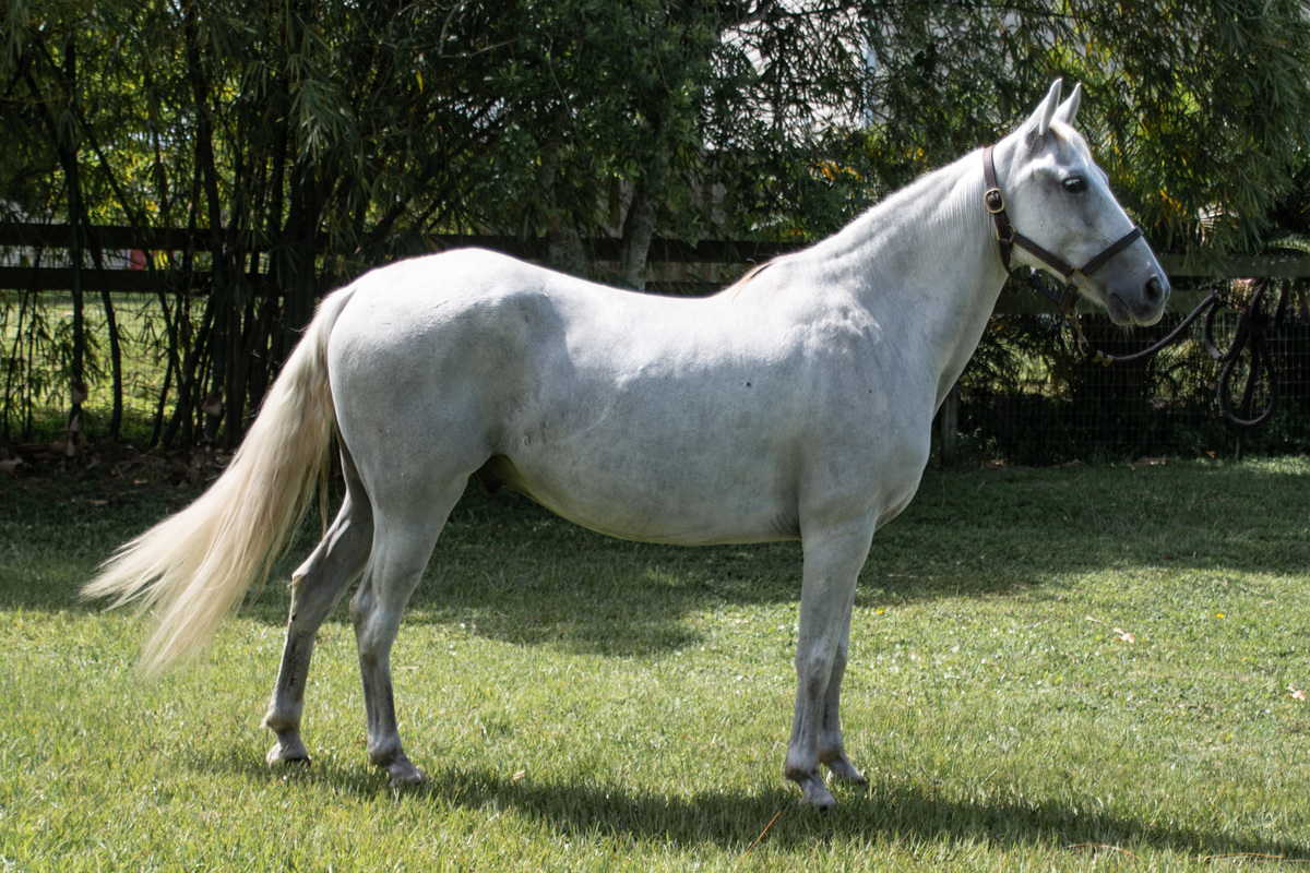 Ronan, 18yo Arabian gelding, 14.0hh