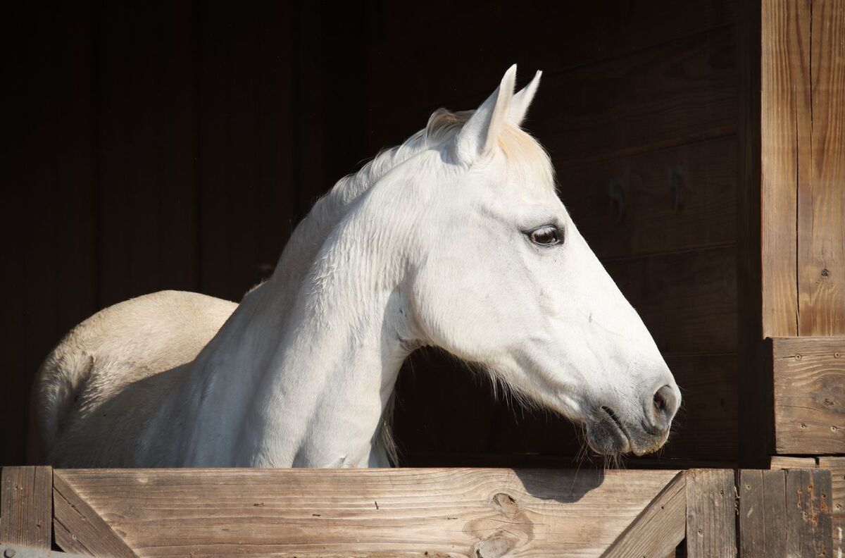 Ronan, 18yo Arabian gelding, 14.0hh