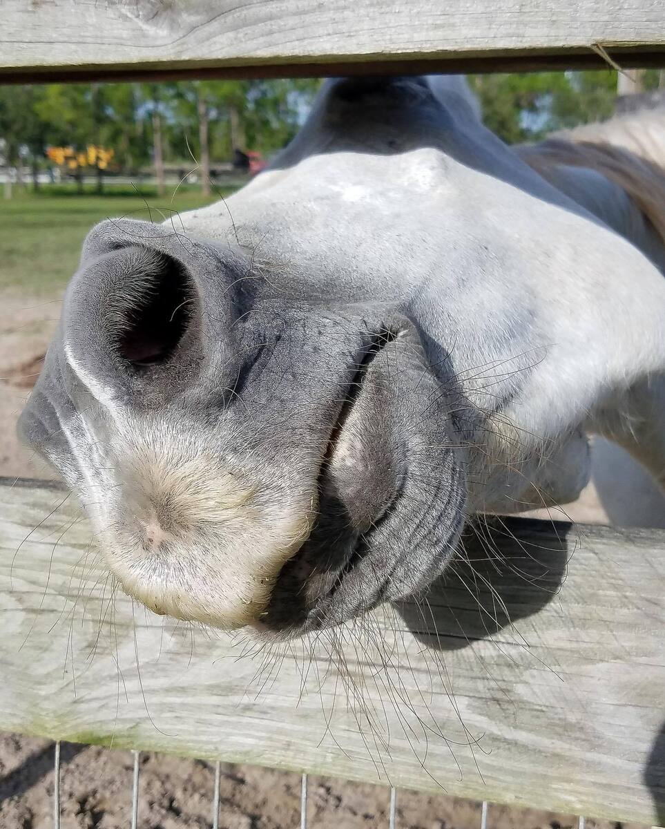 Ronan, 18yo Arabian gelding, 14.0hh