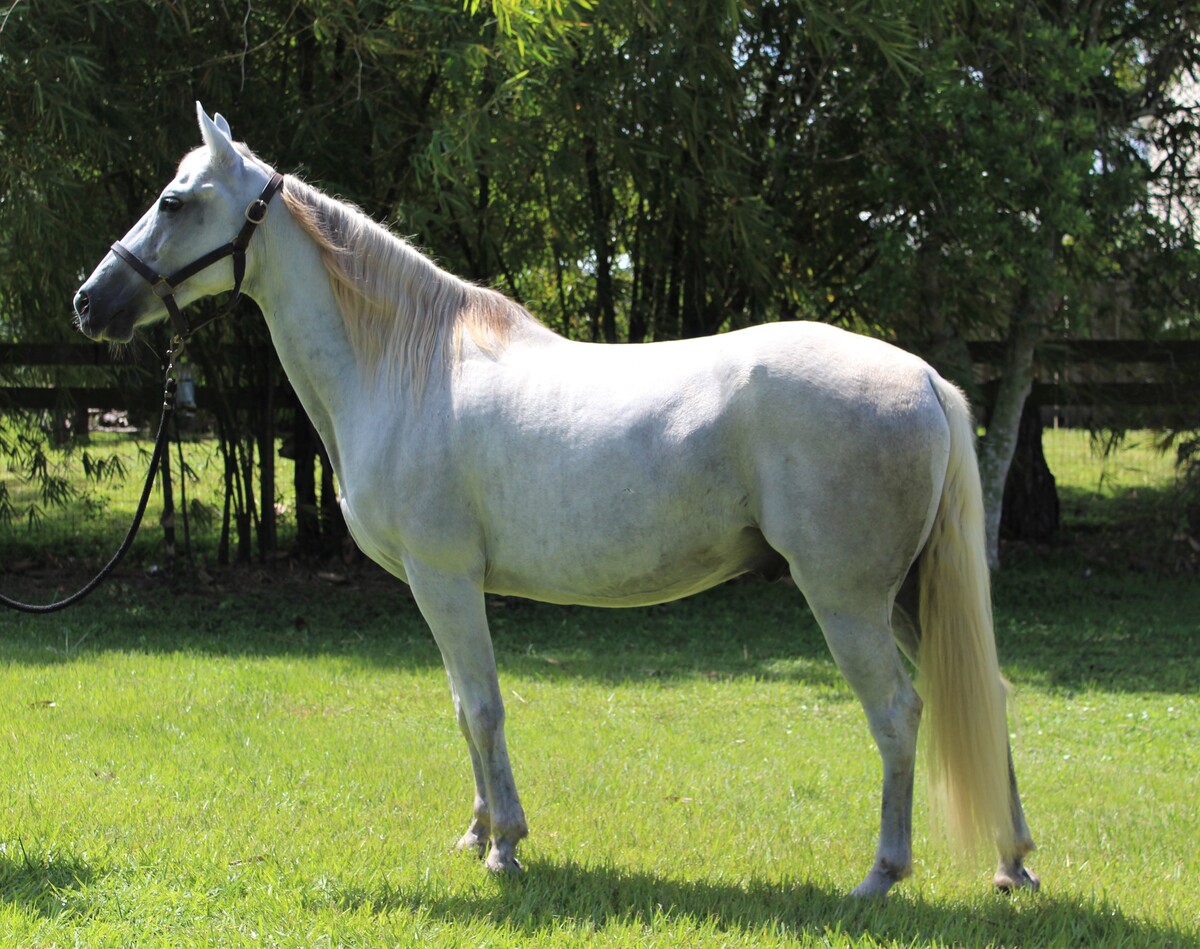 Ronan, 18yo Arabian gelding, 14.0hh