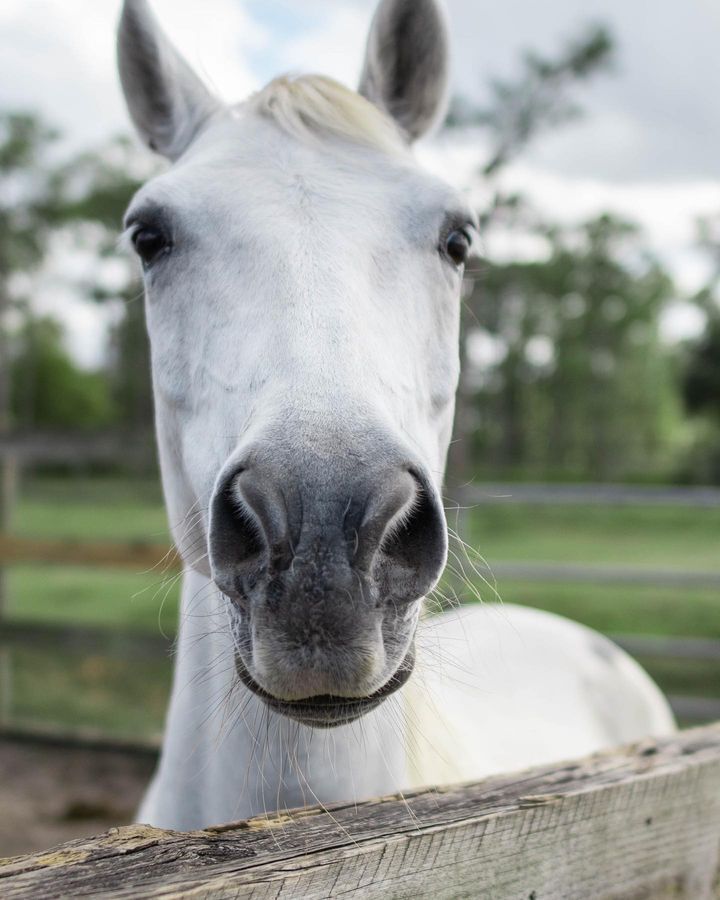 Ronan, 18yo Arabian gelding, 14.0hh