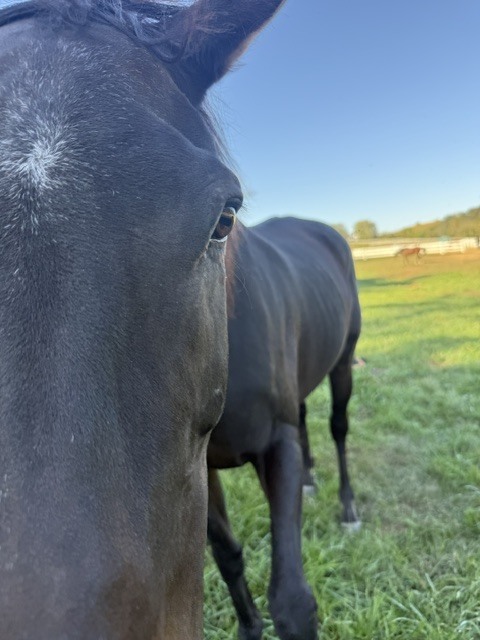 Treat to Success (Treaty), 16yo Thoroughbred mare, 16.0hh