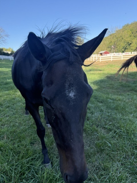 Treat to Success (Treaty), 16yo Thoroughbred mare, 16.0hh