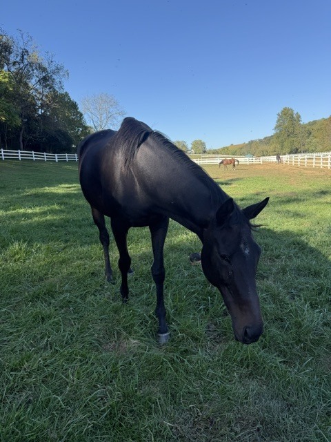 Treat to Success (Treaty), 16yo Thoroughbred mare, 16.0hh