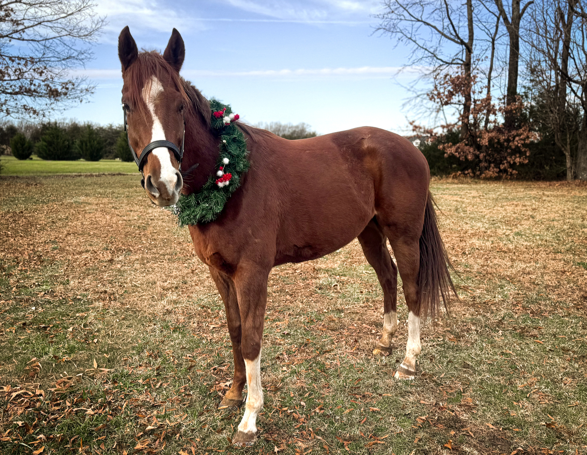 Adherent, 4yo Thoroughbred gelding, 4.0hh