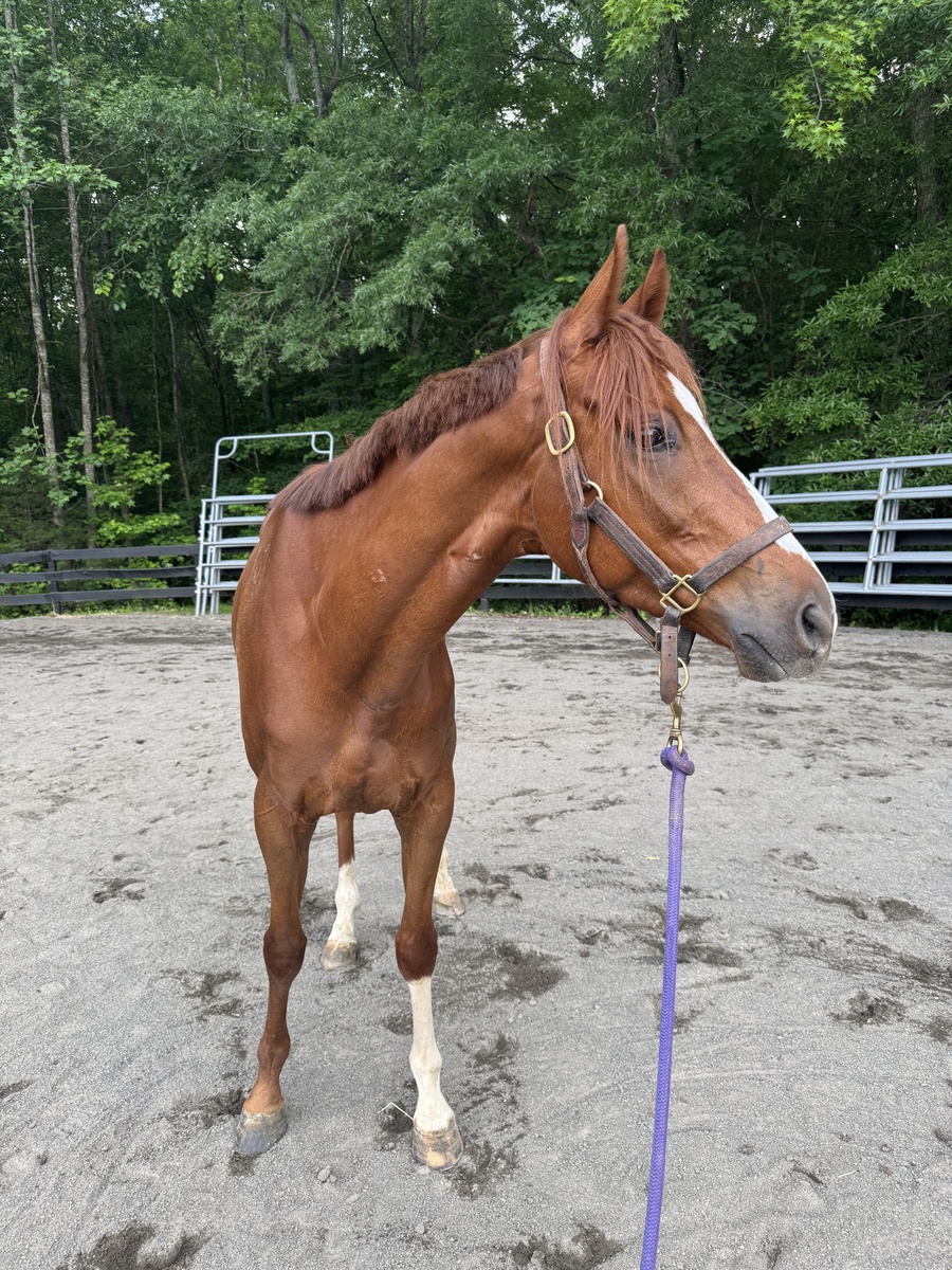 Adherent, 4yo Thoroughbred gelding, 4.0hh