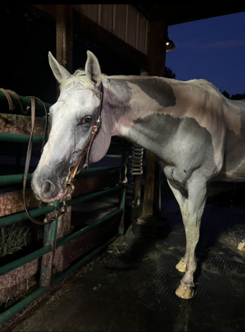 Heaven Sent Hell Bent (Paisley), 19yo APHA Paint mare, 15.2hh
