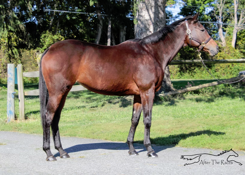 Adhwaa, 9yo Thoroughbred mare, 16.0hh