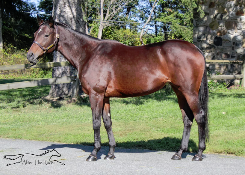 Adhwaa, 9yo Thoroughbred mare, 16.0hh