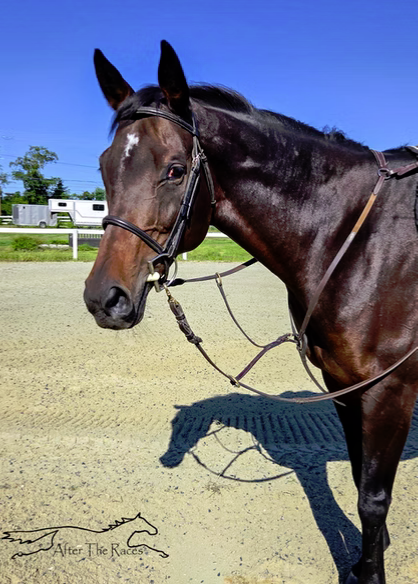Adhwaa, 9yo Thoroughbred mare, 16.0hh