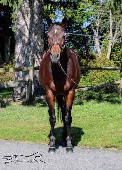 Adhwaa, 9yo Thoroughbred mare, 16.0hh