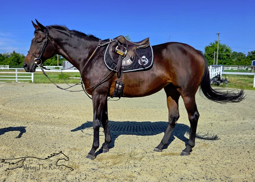Adhwaa, 9yo Thoroughbred mare, 16.0hh